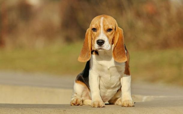 �ձ����ǰ�ʦѧ18��SM ������������Ů������