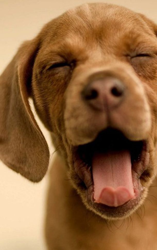 ����Щ�������԰����ƣ������԰�������̼���